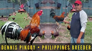 Philippines Breeder In Usa - Huge Farm Free Range Feeding Time Shape Outdoor Chicken Coop Water Oak