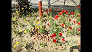 Gomti river park