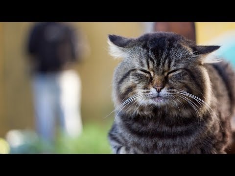 How to Tell if Your Cat Has a Food Intolerance Method 1