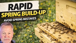 Beekeeping: Learn To Take Advantage of Spring Build-Up