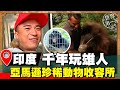 【世界大尋奇】印度千年玩雄人肉搏兇猛黑熊 亞馬遜動物收容所 狂暴蜘蛛猴與世界迷你小絨猴｜《世界第一等》濃縮精華版