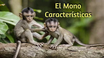 ¿Cuáles son las 5 características de un mono?