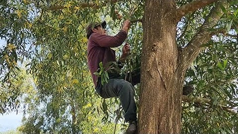 Cưa  cây  tràm  bông  vàng  với  cây  dừa  nghiên  vào  nhà  .Cưa  cây  kỷ  thuật  cao