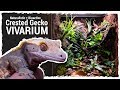Naturalistic + Bioactive Crested Gecko Vivarium (Housing Henry 2.0)
