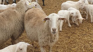 شاهد كيف يتم بناء مشروع🐑 تربية الأغنام في اسبانيا معلومات جد مهمه   ومساعدات.المبتدئين من 🇪🇸