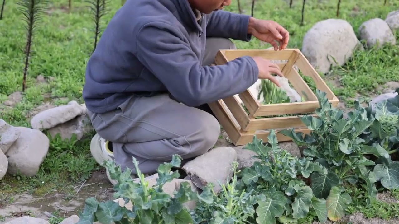 回乡村过上自给自足的田园生活