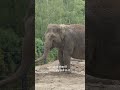 Dublin Zoo Feeds Animals Frozen Treats to Beat the Heatwave 🧊