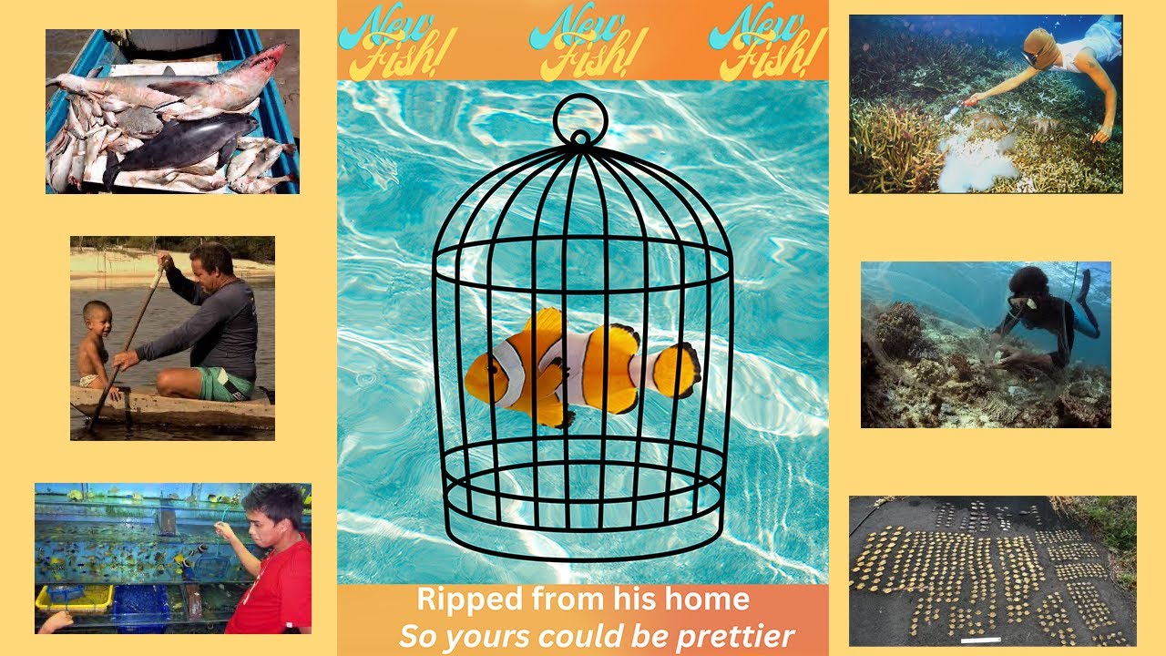 The Aquarium Fish Trade Documentary