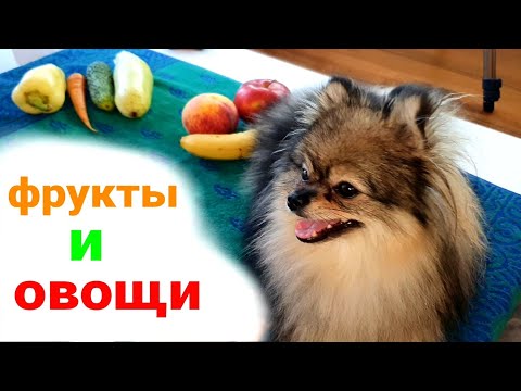 Нужны ли фрукты и овощи собакам?