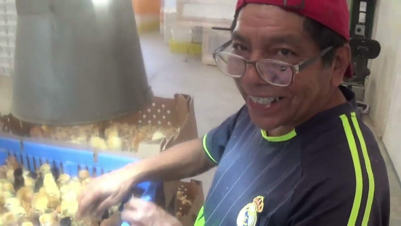 Sexado o sexaje de pollitos de un día de edad por el método cloacal en #incubación #avicultura