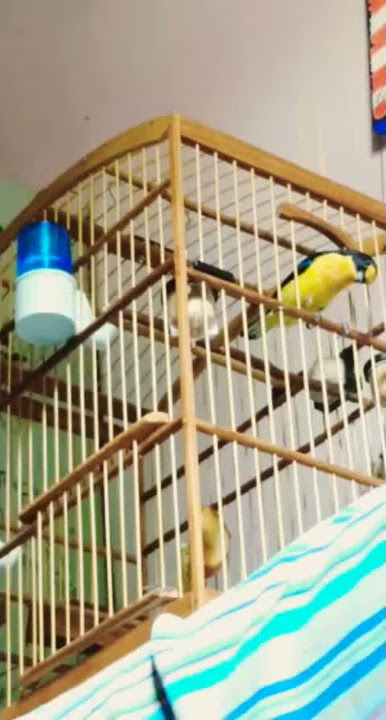 Guriatã papa capim puro