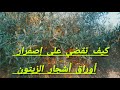 مشكل إصفرار أوراق أشجار الزيتون الأسباب والحلول