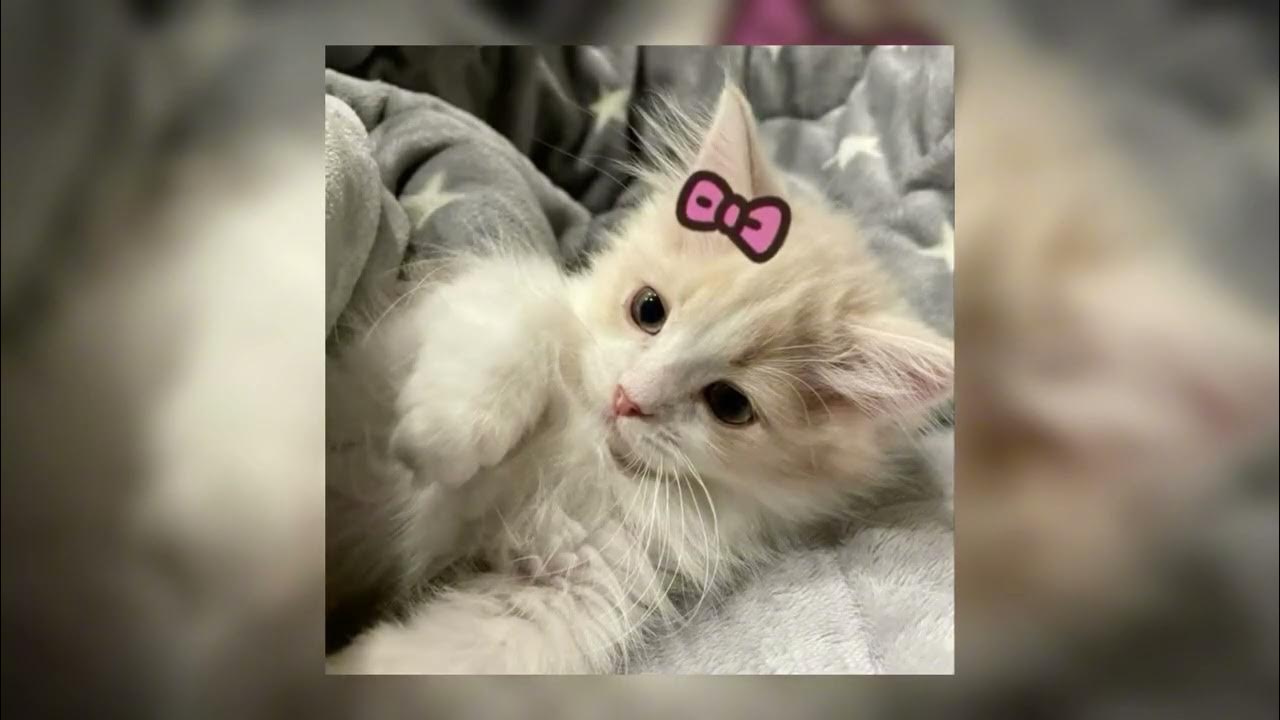 Плейлист рандомных песен speed up тик ток. Плейлист рандомных песен speed up тик ток. Спид сонг из тик тока. Speed up tik tok audios. Плейлист рандомных песен speed up тик ток.