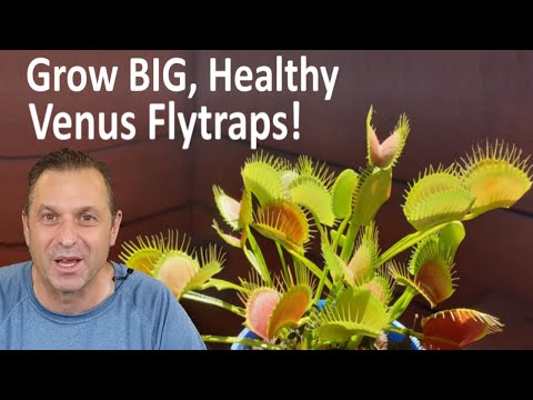 Video: Venus Fly Trap Care - Come coltivare una Venus Fly Trap