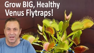 Venus Flytrap Care Tips For BIG Healthy Plants