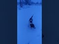 Много снега и счастливый пёс!!!)))