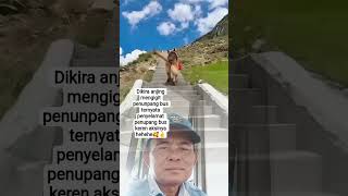 Download Lagu #seekor ajing ambil paksa tas penunpung bus, dengan gigitan keras berhsil bahwa tas MP3