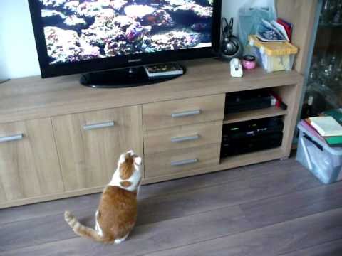 Kat bekijkt nep aquarium