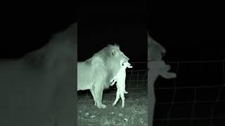 Lion Takes Baby Goat – Caught on CCTV Night Vision #animalswithcameras #ai #wildog #trending #shorts