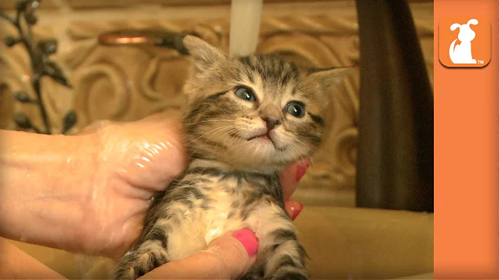 Video 3780911: kitten bath, pet collective, nice bath, bath wash, kitten love