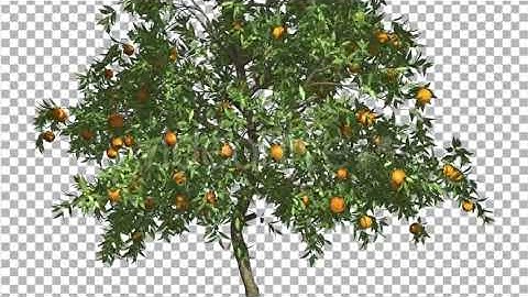 Orange Thin Tree With Fruits Cut of Chroma Key | Motion Graphics - Envato elements