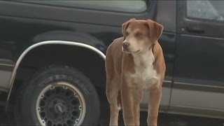 Carbon Hill police concerned they're being asked to shoot strays under controversial ordinance