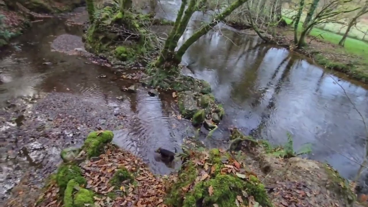 Tracking  the mink and Rats 