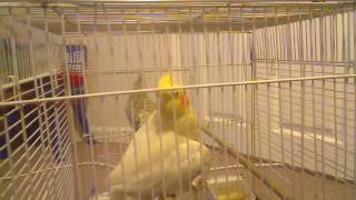 my birds