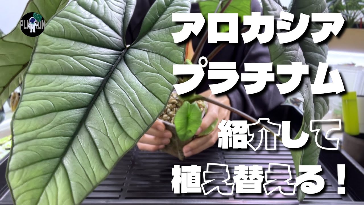 【アロカシア】アロカシア・プラチナムを紹介して植え替える！#001