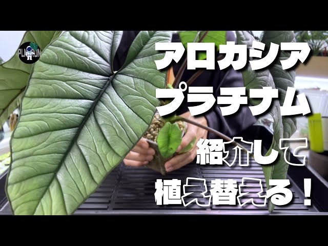 Alocasia] Introducing and Repotting Alocasia Platinum! #001