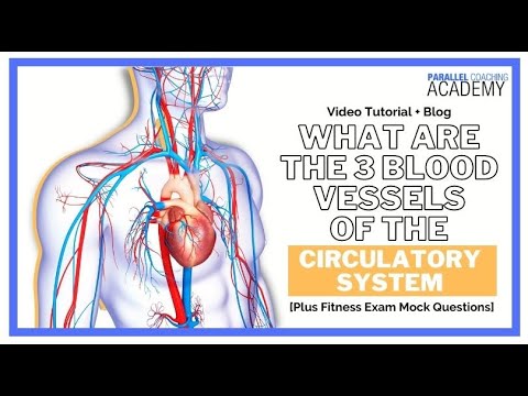 What Are The 3 Blood Vessels Of The Circulatory System?