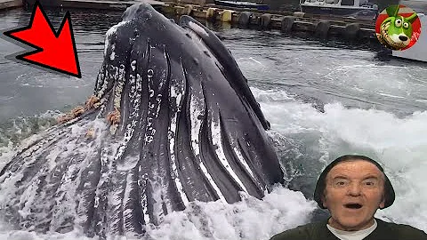 Humpback Whale 🐋 Breaches Surface By Docks