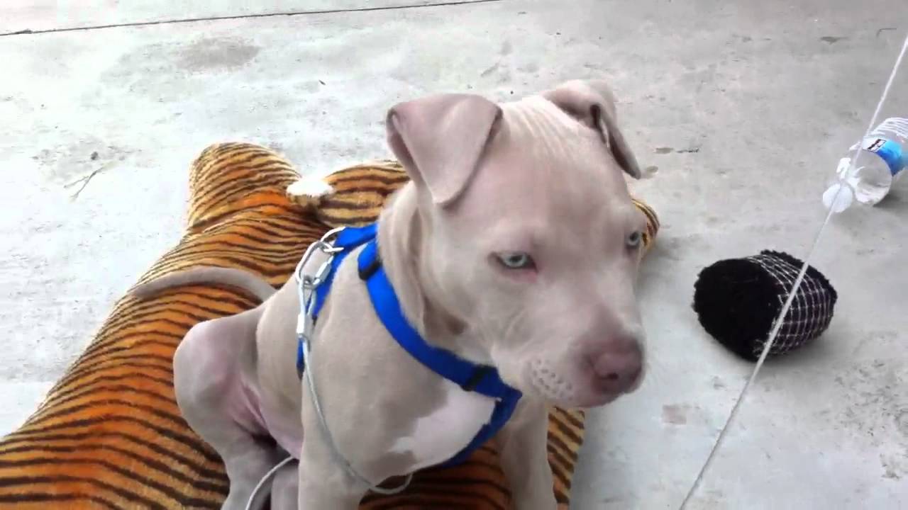 blue fawn pitbull kennels