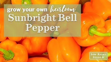 Sow Right Seeds | Sunbright Pepper