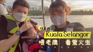 马来西亚亲子游 Kuala Selangor天空号适合一家大小的景点【出海喂老鹰&看萤火虫】3岁的孩子都能玩的很尽兴Eagle Feeding ｜Firefly 瓜拉雪兰莪Family Trip