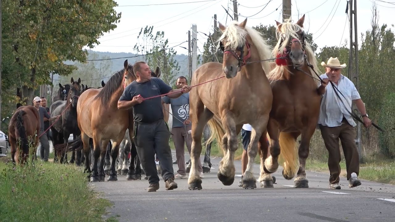 Caii lui Ionut Hendre de la Sacadat, Bihor - 2020 Nou!!!