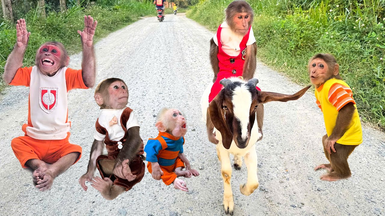 Best Pet Videos of the Decade🐒😆 Monkey CUTIS, CUBIS, MYNU, monkey SU, Abu... (Part 2)