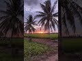 Beautiful Sunset with Wind #shorts #short #shortvideo #shortsvideo #shortsfeed #shortsviral #ai
