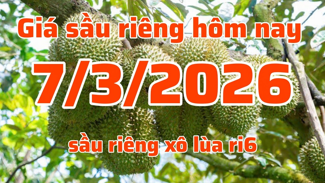 giá sầu riêng hôm nay 7/3/2026 cập nhật giá lô lùa thị trường sầu riêng 