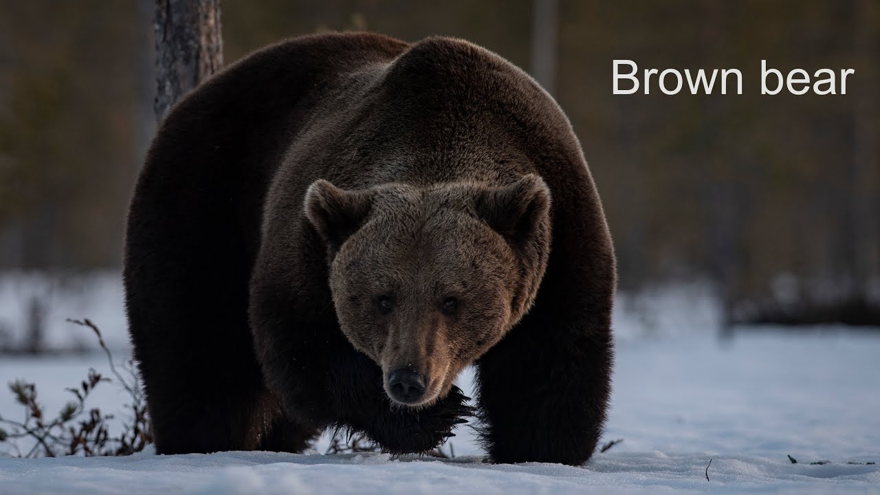 Brown bear at night.