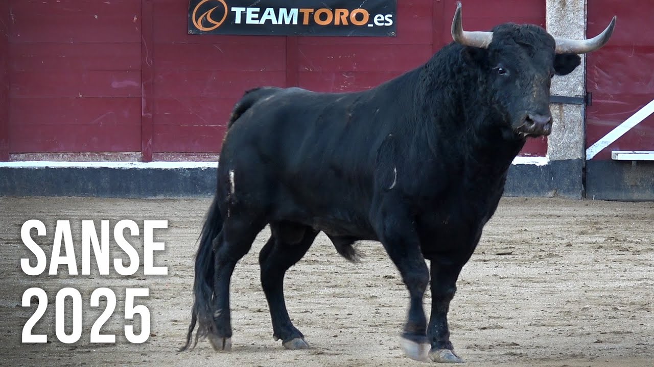 San Sebastián de los Reyes 2025 Concurso con Toros Bravos