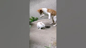 Cat And Rabbit A Beautiful Moment 584 Shorts 