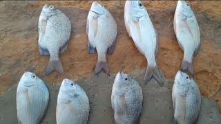 do Darya night fishing | دو دریا سے رات میں مچھلی کا شکار | fishing in karachi 5_10_2021