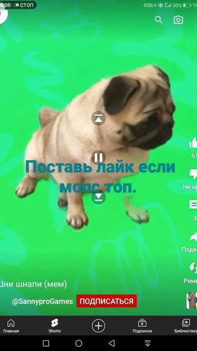 мопс топ поставь лайк за мопс ка. - YouTube