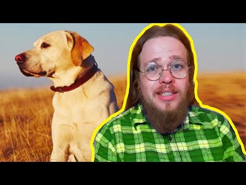 Vídeo: Como Alimentar Um Labrador