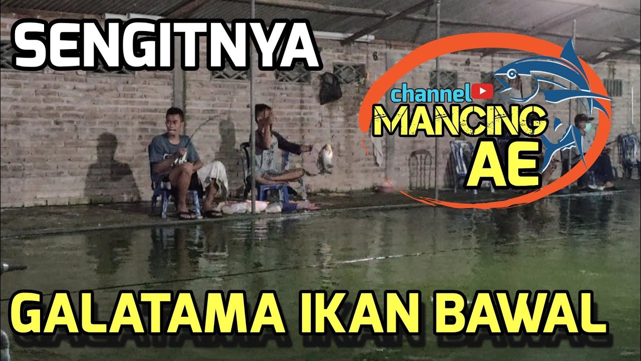 Mancing Galatama Ikan Bawal