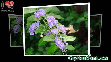 TRỒNG CÂY CHUỖI NGỌC