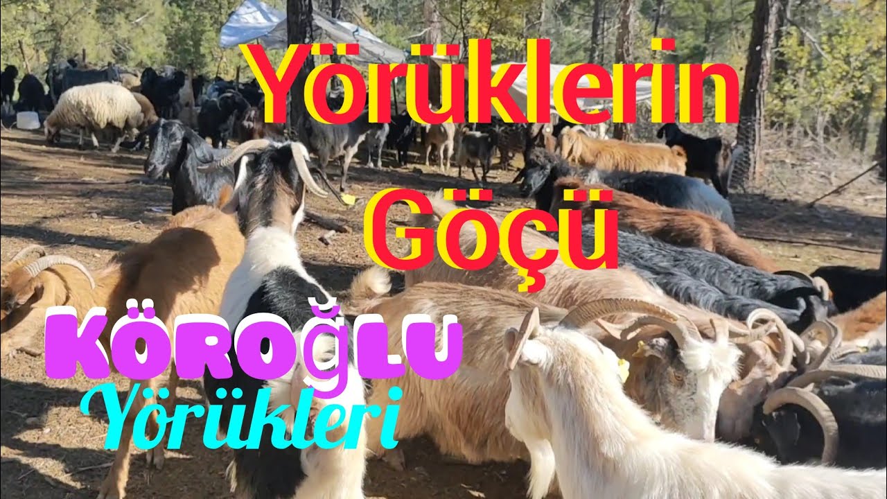Yörüklerin Göçü-Köroğlu Yörükleri