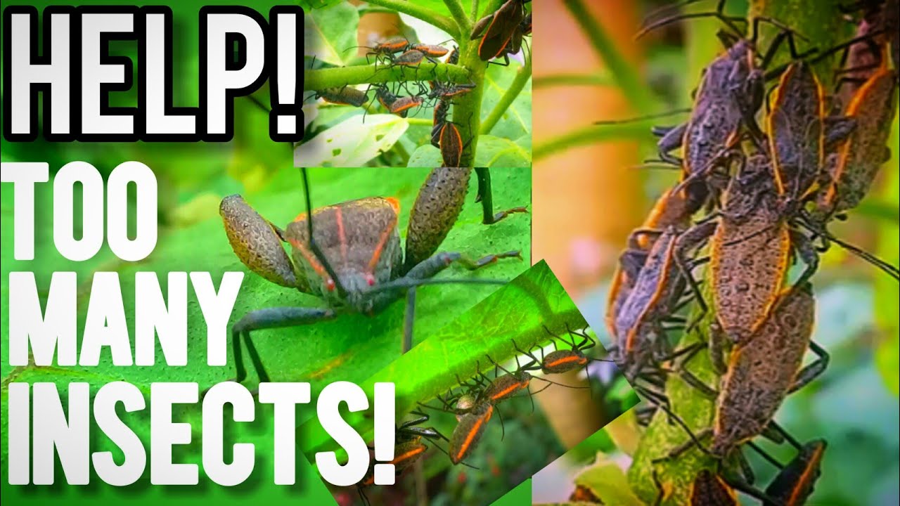 Too Many Insects HELP! What are these insects? (Too many insects!) | GOOD HEIGHTS - YouTube