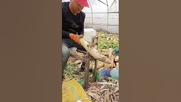Radish strip making process- Good tools and machinery can increase work efficiency